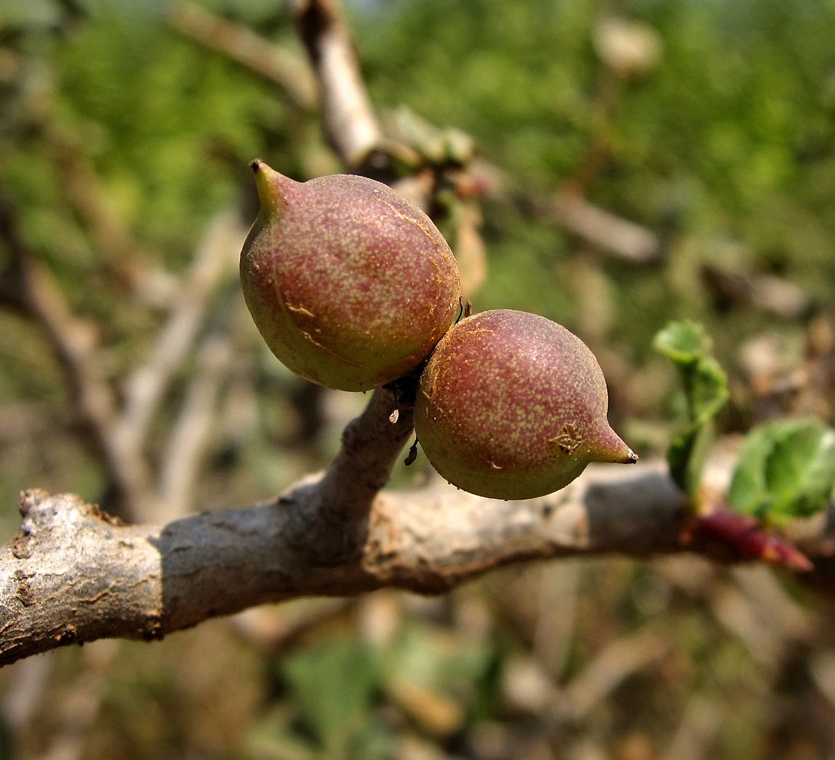 Guggulu (Commiphora mukul): a promising herbal intervention for psoriasis